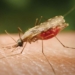 2 Workers Die After Contracting Malaria At Germany’s Frankfurt Airport 4 2 Workers Die After Contracting Malaria At Germany’s Frankfurt Airport