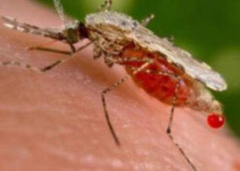 Expert Seeks Stronger Mosquito Control As Malaria Kills 200,000 Nigerians Annually