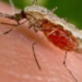 Expert Seeks Stronger Mosquito Control As Malaria Kills 200,000 Nigerians Annually