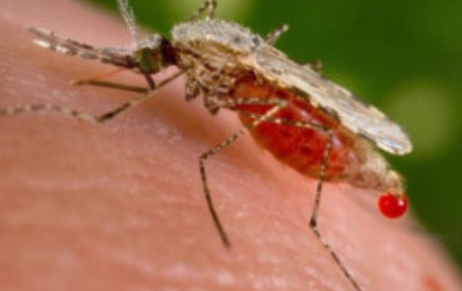 Expert Seeks Stronger Mosquito Control As Malaria Kills 200,000 Nigerians Annually