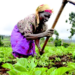 Benue: Commissioner Seeks More Agricultural Interventions