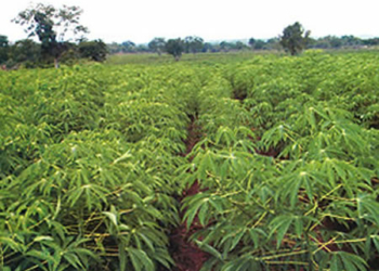 Oyo APC Candidate Vows To Restore Awolowo, Akintola-Era Farm Settlements
