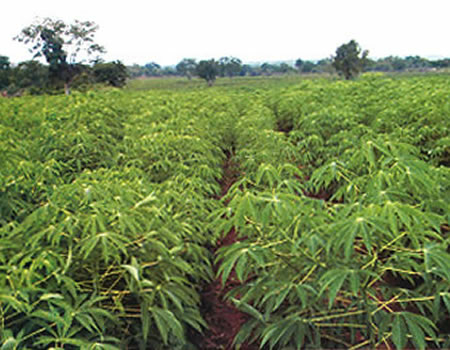 Oyo APC Candidate Vows To Restore Awolowo, Akintola-Era Farm Settlements 1 cassava farm1