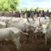 Middle Belt Forum Rejects Ranching In Benue, Kaduna, Plateau, Others