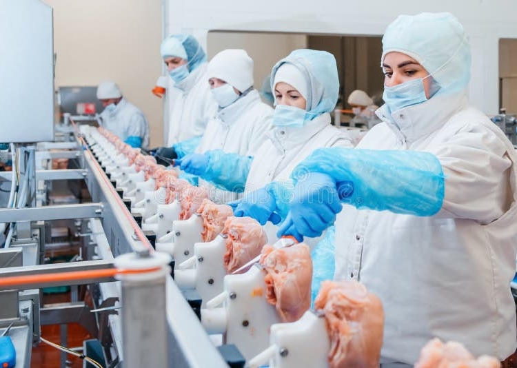 Nigeria’s Manufacturing Sector Reports Strongest Performance In August 2026 Despite Headwinds 1 group workers working chicken factory food processing plant concepts automated production line modern ravioli people 213843385