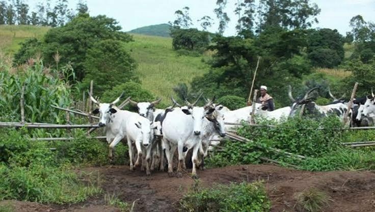Niger To Gazette 14 Grazing Reserves, End Farmer-Herder Clashes 1 images 2026 08 06T090355.238