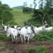 Niger To Gazette 14 Grazing Reserves, End Farmer-Herder Clashes 5 Niger To Gazette 14 Grazing Reserves, End Farmer-Herder Clashes