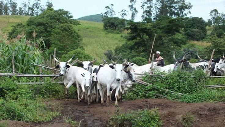 Niger To Gazette 14 Grazing Reserves, End Farmer-Herder Clashes