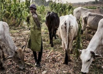 Bauchi Halts Farmland Herbicide Spraying Over Farmer-Herder Friction