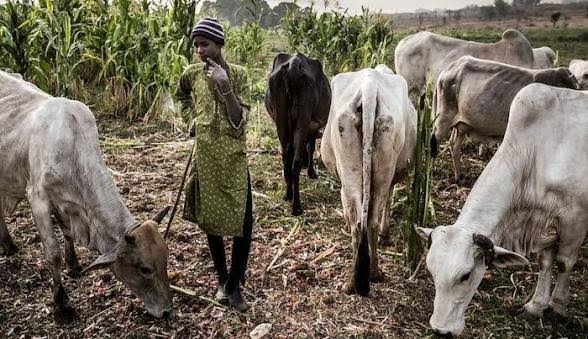Bauchi Halts Farmland Herbicide Spraying Over Farmer-Herder Friction 1 images 2026 08 26T064437.258