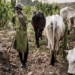 Bauchi Halts Farmland Herbicide Spraying Over Farmer-Herder Friction