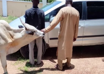 2 Suspected Cattle Rustlers Arrested  In Kano