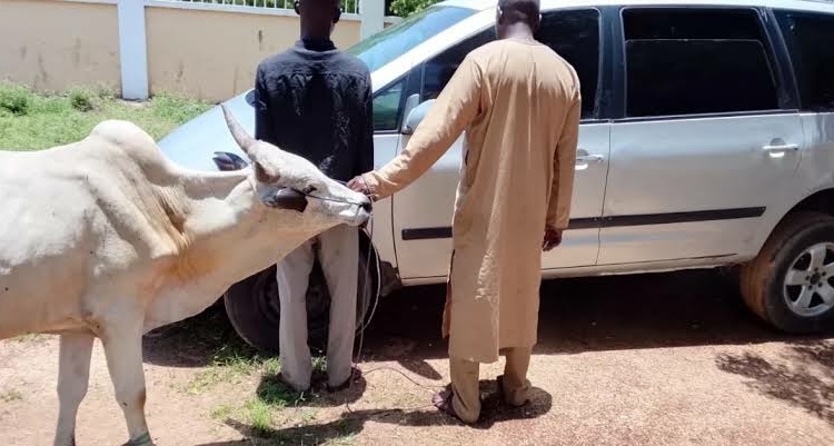 2 Suspected Cattle Rustlers Arrested In Kano 1 images 2026 08 27T065459.874