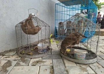 Customs Intercept Endangered Animals, Arrest 3 Traffickers In Kano