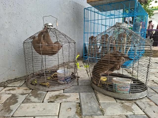 Customs Intercept Endangered Animals, Arrest 3 Traffickers In Kano 1 images 2026 08 29T055734.650