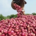 Nigerian Onion Traders Suspend Exports To Ghana, Seek ECOWAS Intervention