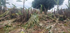 Over 1,000 Displaced, 340 Houses Burnt In Taraba Communal Conflict 4 1001097335 1024x576 1