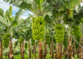 Nigeria Lacks Export Potential For Banana Despite Being West Africa’s Biggest Producer- Report