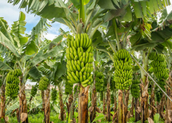 Nigeria Lacks Export Potential For Banana Despite Being West Africa’s Biggest Producer- Report