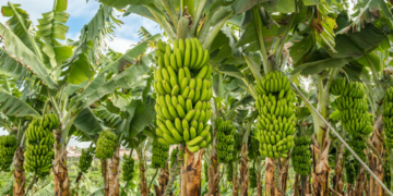 Nigeria Lacks Export Potential For Banana Despite Being West Africa’s Biggest Producer- Report 3 Nigeria Lacks Export Potential For Banana Despite Being West Africa’s Biggest Producer- Report
