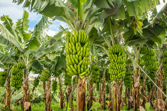 Nigeria Lacks Export Potential For Banana Despite Being West Africa’s Biggest Producer- Report 1 360 F 664049807 W5mJQoNaS5nKZauqpzvlyEP7xwT90m8j 1