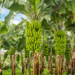 About 400 Lagos Households Benefits From Lagos Food Bank Partnership Outreach With JMG Reaching 4 Nigeria Lacks Export Potential For Banana Despite Being West Africa’s Biggest Producer- Report