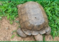 420-year-old Alaafin Palace Tortoise ‘BABA’ Is Dead