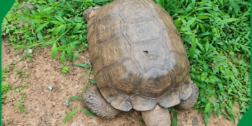 420-year-old Alaafin Palace Tortoise ‘BABA’ Is Dead