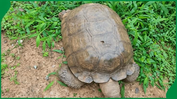 420-year-old Alaafin Palace Tortoise ‘BABA’ Is Dead 1 420 year old Alaafin Palace Tortoise