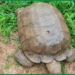 420-year-old Alaafin Palace Tortoise ‘BABA’ Is Dead 5 420-year-old Alaafin Palace Tortoise ‘BABA’ Is Dead