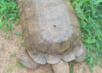 Oyo Kingdom’s 420-Year-Old Tortoise Dies