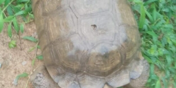 Oyo Kingdom's 420-Year-Old Tortoise Dies 4 Oyo Kingdom’s 420-Year-Old Tortoise Dies