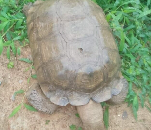 Oyo Kingdom's 420-Year-Old Tortoise Dies 1 896145 1