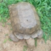 Oyo Kingdom's 420-Year-Old Tortoise Dies 4 Oyo Kingdom’s 420-Year-Old Tortoise Dies