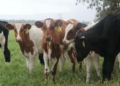 Kano, Jigawa Vow To Sustain N2.36bn Dairy Gains