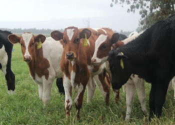 Kano, Jigawa Vow To Sustain N2.36bn Dairy Gains