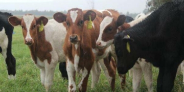 Kano, Jigawa Vow To Sustain N2.36bn Dairy Gains