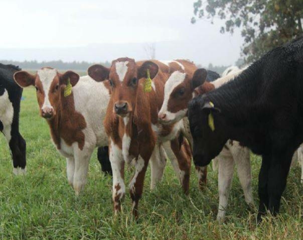 Kano, Jigawa Vow To Sustain N2.36bn Dairy Gains 1 Capture