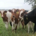 Kano, Jigawa Vow To Sustain N2.36bn Dairy Gains 6 Kano, Jigawa Vow To Sustain N2.36bn Dairy Gains