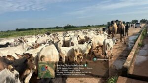 Troops Rescue 7 Kidnap Victims,Herd Of Cattle In Katsina,Sokoto 2 Recovered Livestock from Terrorists in Sokoto State