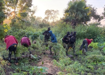 NDLEA Destroys Cannabis Plantations, Seizes 107kg Processed Drug In Edo