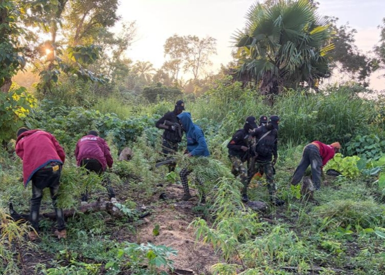 NDLEA Destroys Cannabis Plantations, Seizes 107kg Processed Drug In Edo 1 IMG 20260928 153303