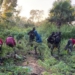NDLEA Destroys Cannabis Plantations, Seizes 107kg Processed Drug In Edo