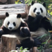 Giant Pandas Leave China For New Home At Atlanta Zoo