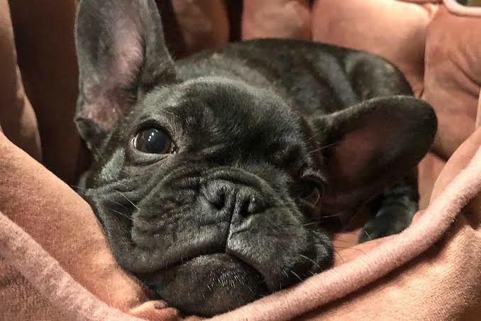 French Bulldog Dies After Protecting Owners From California Bear Attack 1 IMG 6497