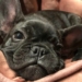 French Bulldog Dies After Protecting Owners From California Bear Attack 5 French Bulldog Dies After Protecting Owners From California Bear Attack