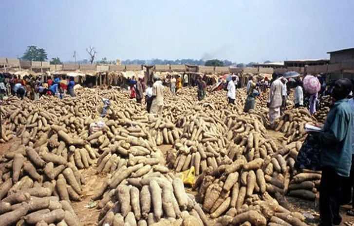 Tension Mounts In Anambra Community Over Planned New Yam Festival 1 New Yam Festivals