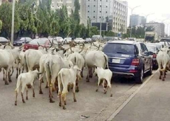 We Don’t Have Mandate To Control Roaming Of Cows In Abuja – Police