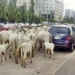 We Don’t Have Mandate To Control Roaming Of Cows In Abuja – Police