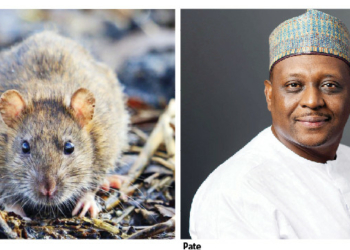 Preventable, Yet Deadly: Why Lassa Fever, Diphtheria Are Still Killing Nigerians